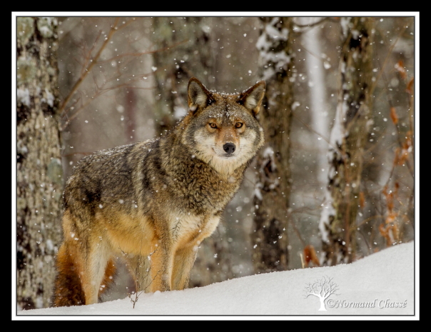 Coyote sous la neige de Normand Chassé