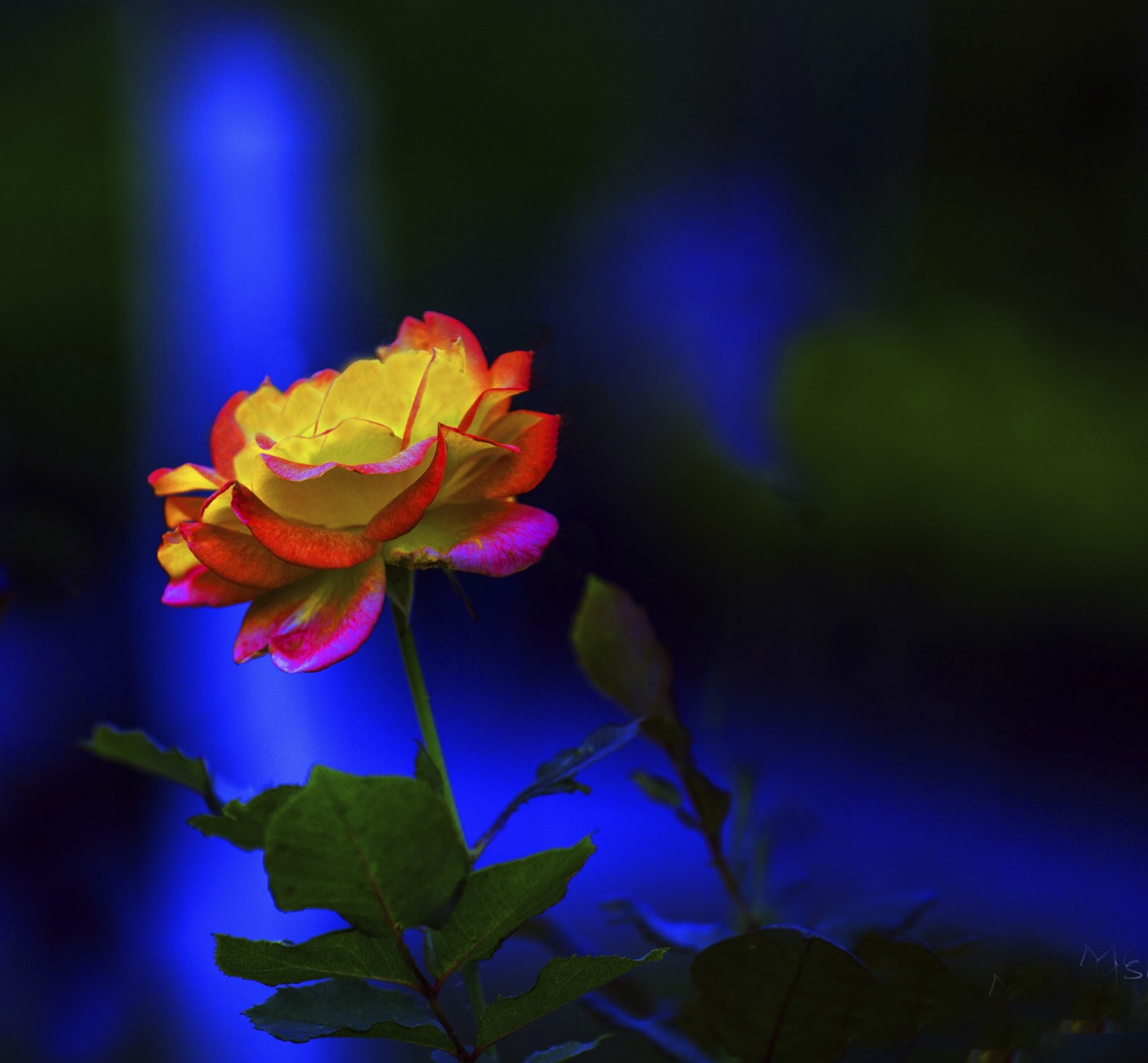 Fleur de lumière