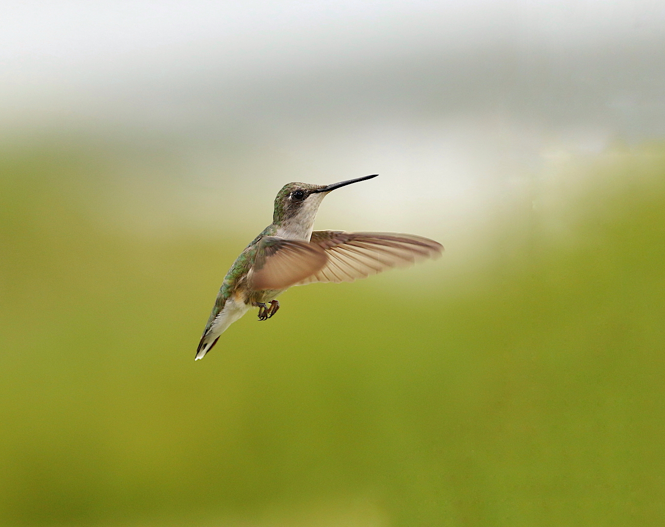 Soixante à l'heure, colibri